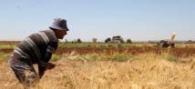 مسؤول يحذر من خلق سوق سوداء للقمح في سورية