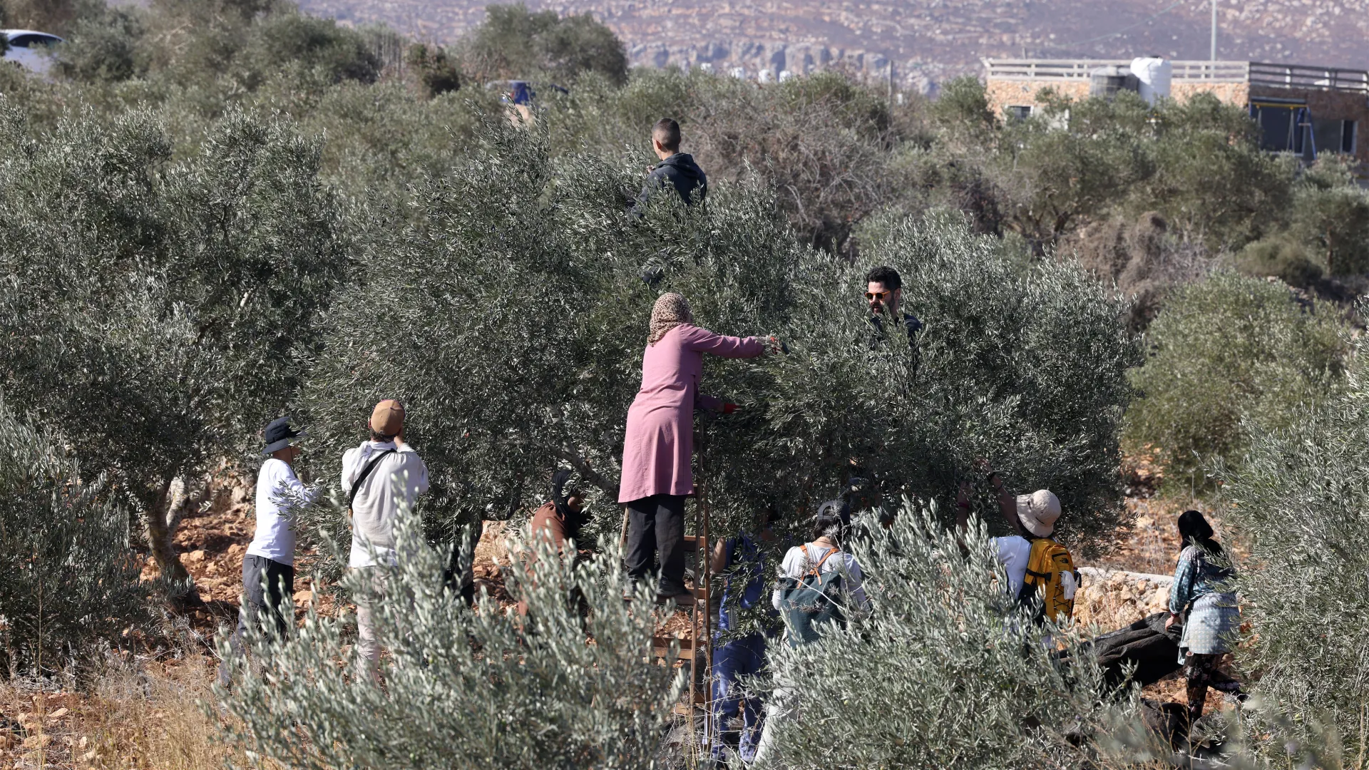 اعتداءات المستوطنين تطارد الفلسطينيين خلال موسم جني الزيتون