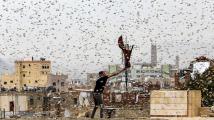حشرات تُهاجم المواطنين في دولة عربية