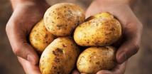 بعد الجدل حول إستيراد البطاطا المصرية.. توضيحٌ من"الزراعة"