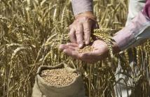 كييف تتهم إسرائيل بشراء حبوب مسروقة من روسيا