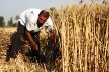 مصر تتجه إلى فرنسا وبلغاريا لتوفير احتياجاتها من القمح