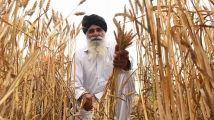 ما نتائج حظر الهند تصدير القمح على الدول العربية؟
