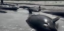 نفوق عشرات الحيتان على الساحل الشمالي لاسكتلندا