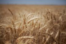 القنيطرة تحت ضغط المياه كيف تنقذ المشاريع الحقول والأهالي؟