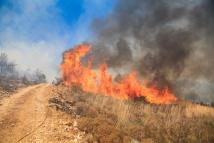 الغابات اللبنانية تتعرض للتهديد: ما الذي ينقذها من الدمار؟