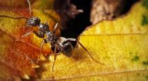  نملة قادرة على اكتشاف الأورام السرطانية