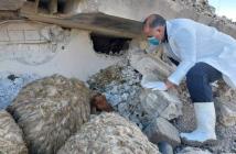  حتى الأغنام والأبقار بالغاب لم تنجُ من الكارثة السورية