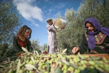 موسم الزيتون تحت النار.. اعتقالات وترحيل متطوعين أجانب من حقول نابلس