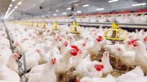 انخفاض سعر الدجاج في لبنان