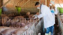  اكتشاف مرض حمى الخنازير القاتل للخنازير في ايطاليا