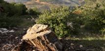 رئيس بلدية فنيدق ابلغ عن قطع أكثر من 30 شجرة صنوبر محذرا التجار من شرائها