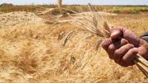 أزمات طاحنة بـ3 دول عربية بسبب حظر أوكرانيا تصدير القمح