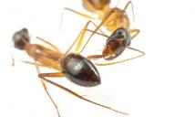 ليس البشر وحدهم.. النمل أيضا يجري عمليات بتر أطراف إنقاذا للحياة